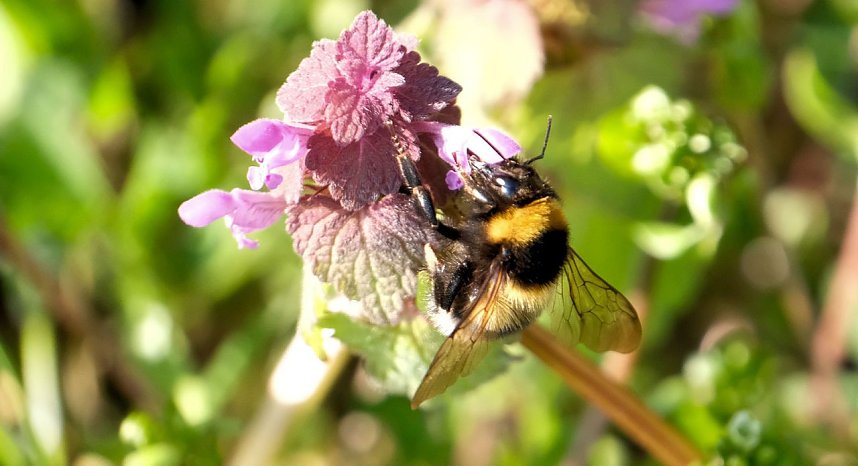 Summender Fr&uuml;hling 