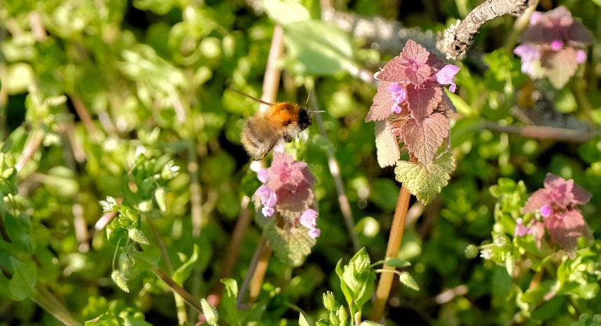 Summender Fr&uuml;hling 