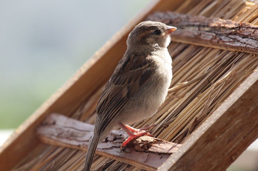 Junger Haussperling auf Entdeckungstour