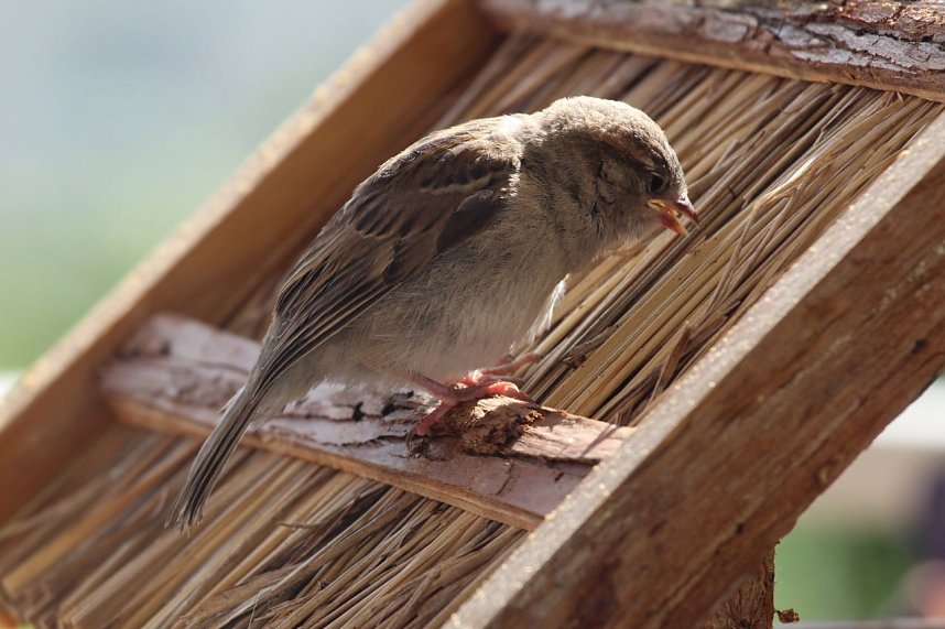 Junger Haussperling auf Entdeckungstour
