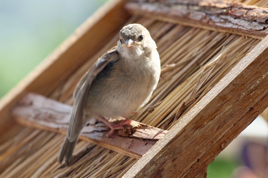 Junger Haussperling auf Entdeckungstour
