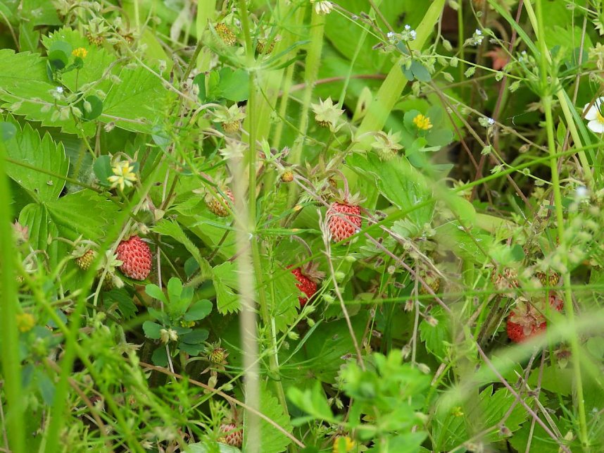 Ausflug zum Muldestausee