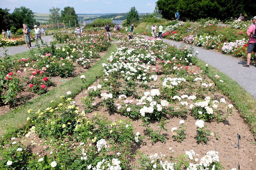 Kr&ouml;nung der Rosenk&ouml;nigin in Sangerhausen