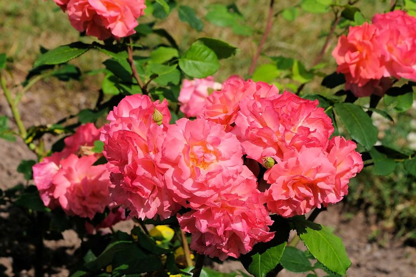 Kr&ouml;nung der Rosenk&ouml;nigin in Sangerhausen