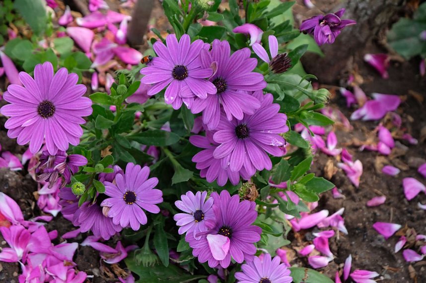 Kr&ouml;nung der Rosenk&ouml;nigin in Sangerhausen