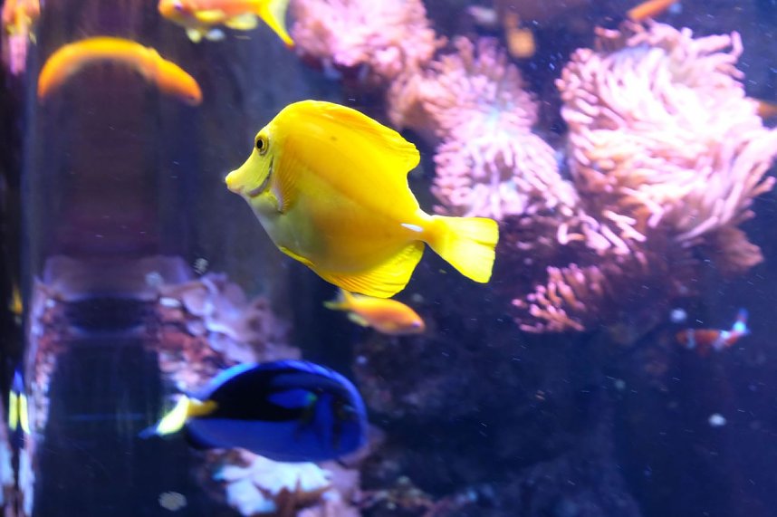 Jahreswechsel in der deutschen Hauptstadt