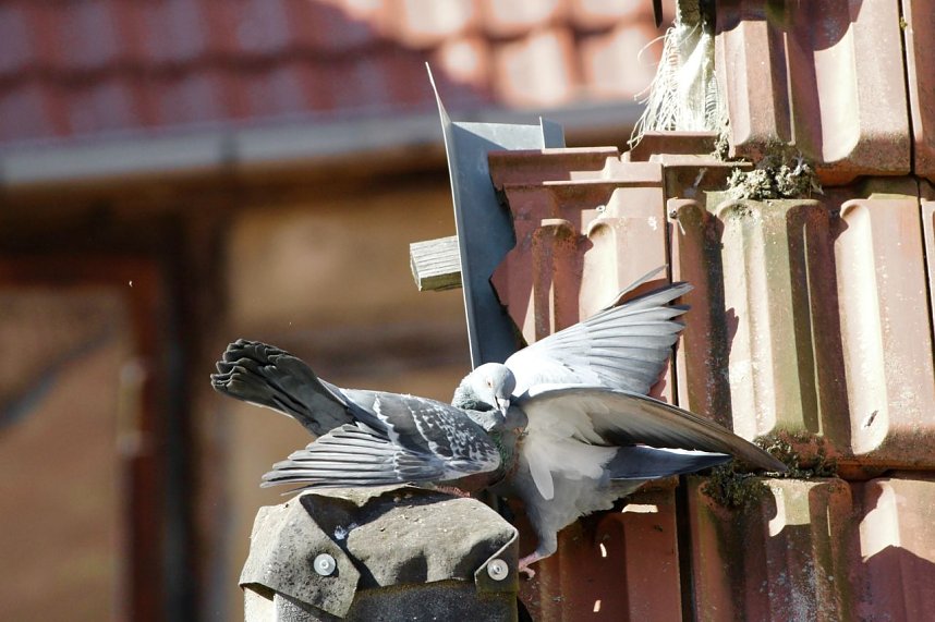 Ende eines Revierkampfes