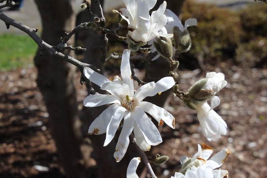 Impressionen vom Kirschbl&uuml;tenfest 2022