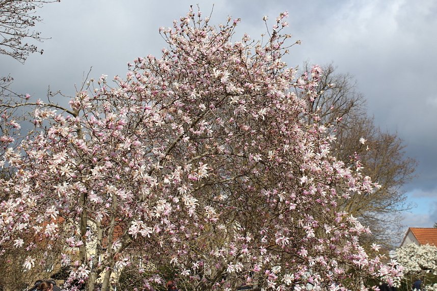 Impressionen vom Kirschbl&uuml;tenfest 2022