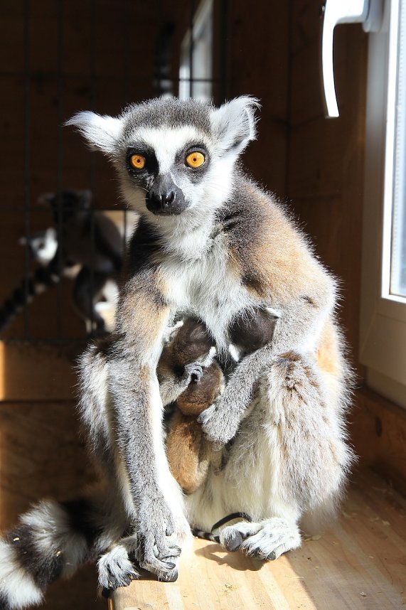 Kattaweibchen adoptiert fremdes Affenbaby