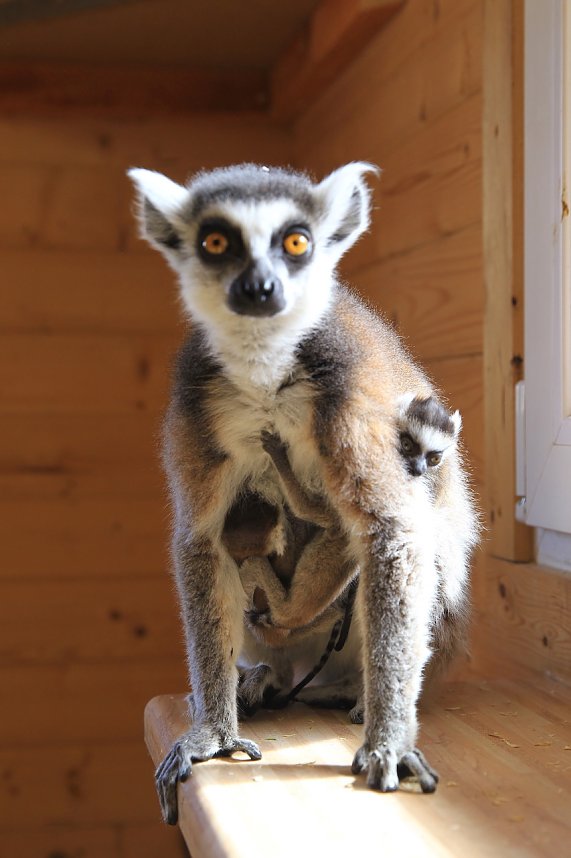 Kattaweibchen adoptiert fremdes Affenbaby