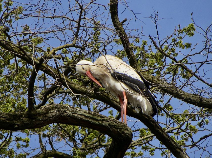 Brutzeit der St&ouml;rche hat begonnen