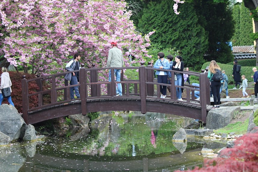 Kodomo No Hi, das Kinderfest, heute Nachmittag im Japanischen Garten