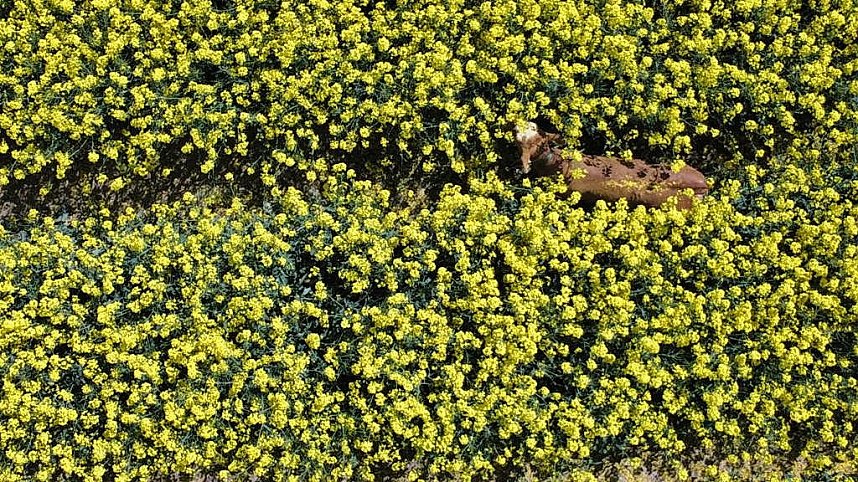 Ausgeb&uuml;chste Kuh eingefangen