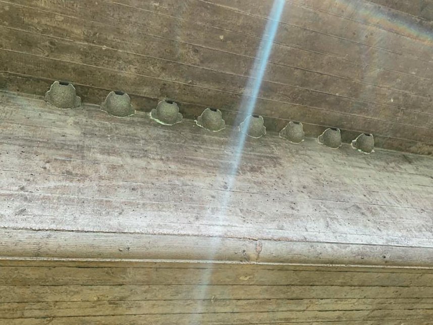 BUND baut Nisthilfen unter Br&uuml;cken an