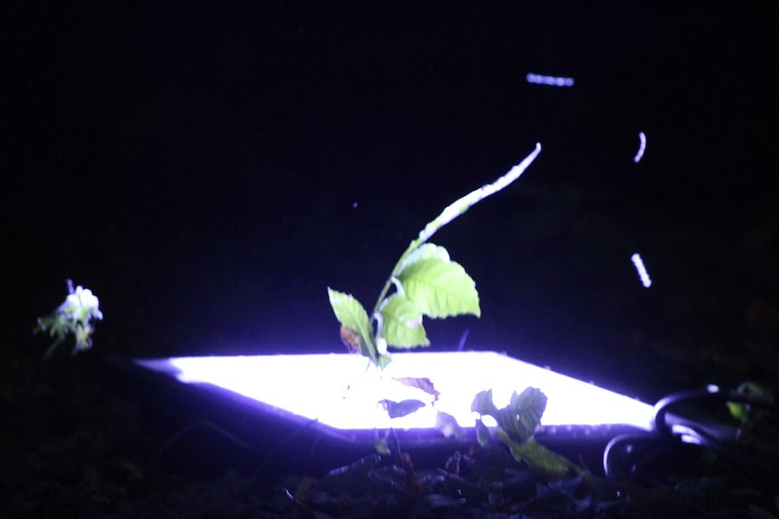 Extralange Sommerlaune gestern Abend in Bad Langensalza