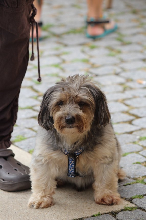 Impressionen vom Mittelalterstadtfest