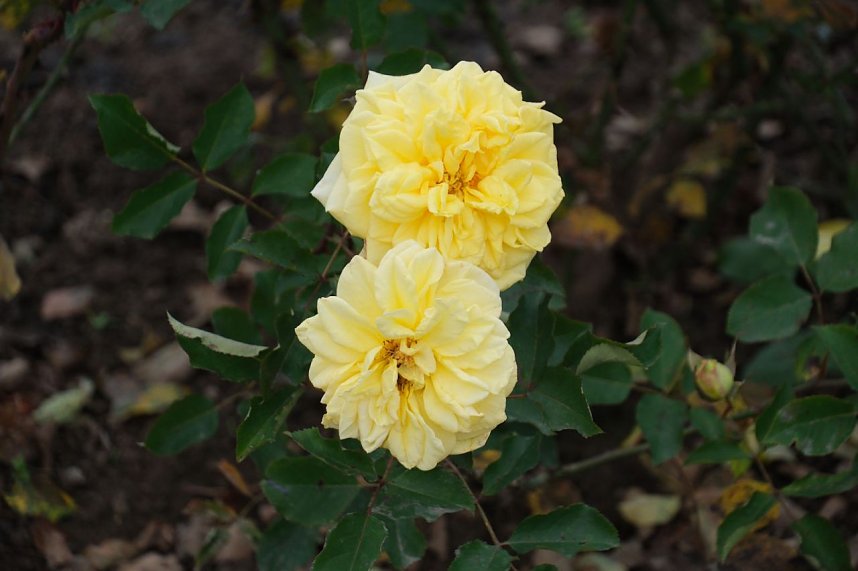 Saisonabschluss im Rosarium