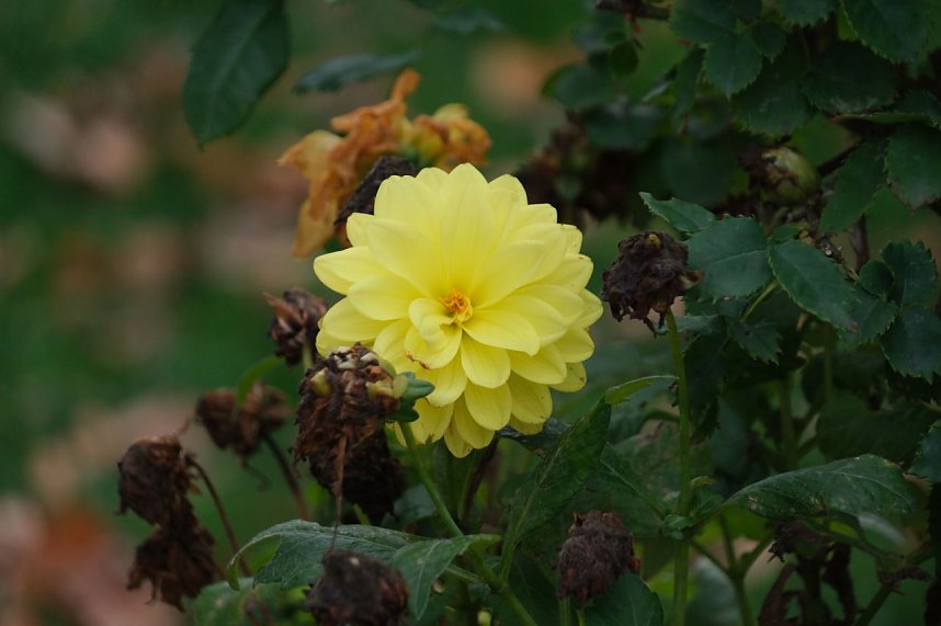 Saisonabschluss im Rosarium