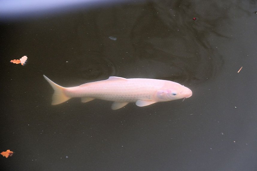 Saisonabschluss im Rosarium