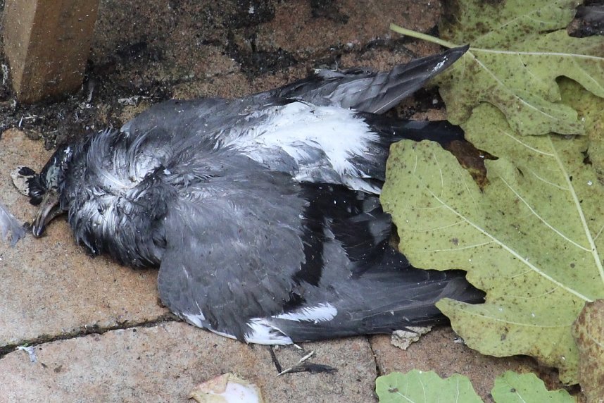 Revierk&auml;mpfe f&uuml;hren nicht selten zum Tod mehrere Tauben