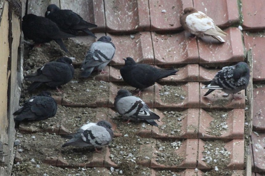 Mit Taubenkot bedeckte D&auml;cher und Fassaden besch&auml;digen nicht nur die Bausubstanz, sondern sorgen an warmen Tagen zu einer starken Geruchsbel&auml;stigung