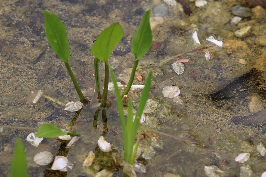 Kinderfest im Japanischen Garten