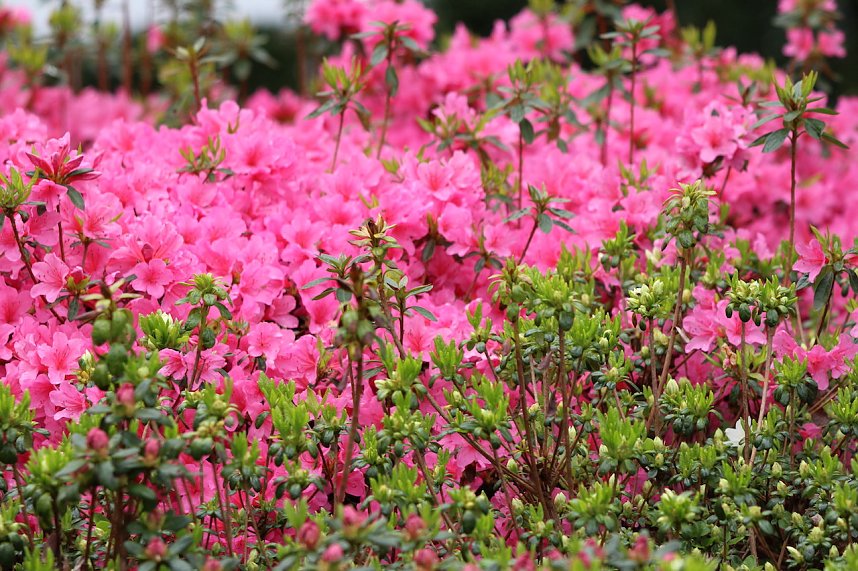 Kinderfest im Japanischen Garten