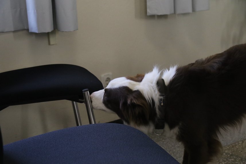 Besuch bei der Nordh&auml;user Hundestaffel