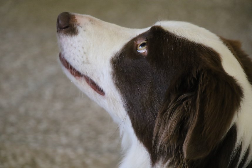 Besuch bei der Nordh&auml;user Hundestaffel