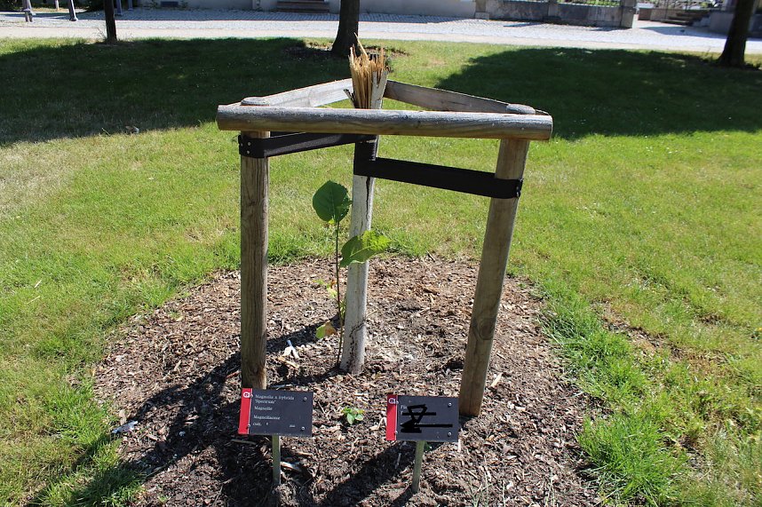 Zerst&ouml;rte B&auml;ume im Kurpark