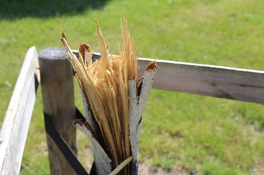 Zerst&ouml;rte B&auml;ume im Kurpark