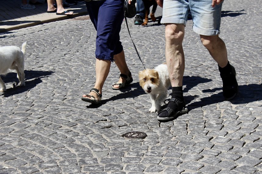 210. Brunnenfest in Bad Langensalza 