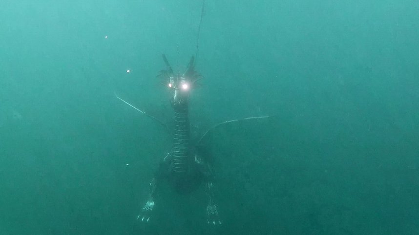 Drachen-Alarm am Sundh&auml;user Kiesteich