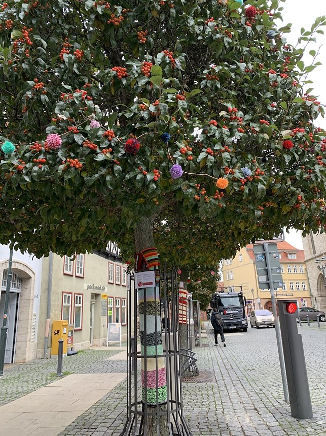 Kunstvolle Wollkreationen schm&uuml;cken die B&auml;ume der Bad Langensalzaer Altstadt