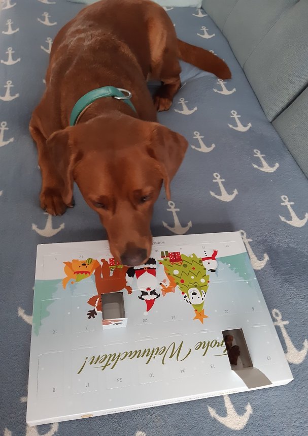 Heinrich und sein Adventskalender