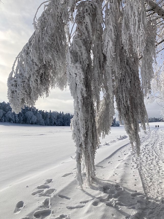 Wintertraum im  Th&uuml;ringer Wald, nahe Oberwirbach