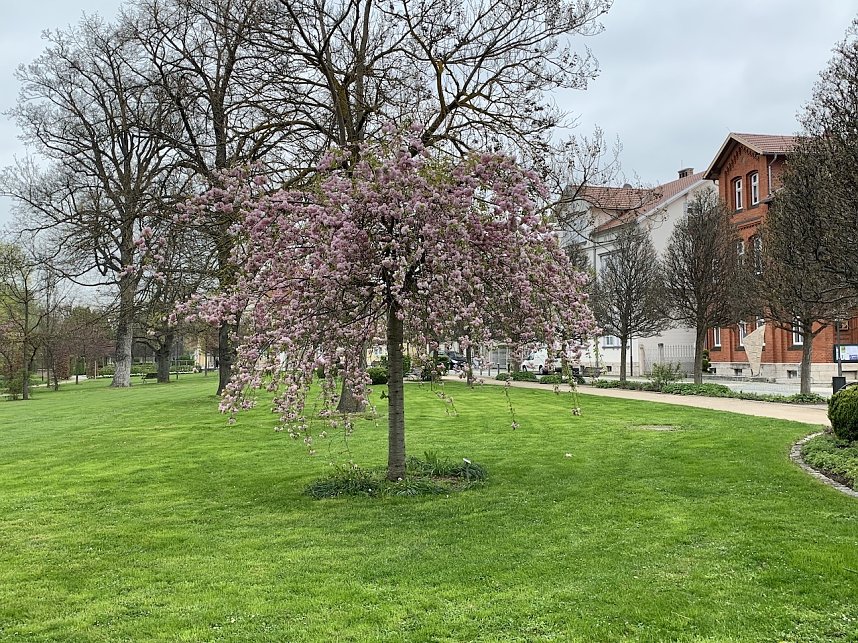 Florale Impressionen aus Bad Langensalza 