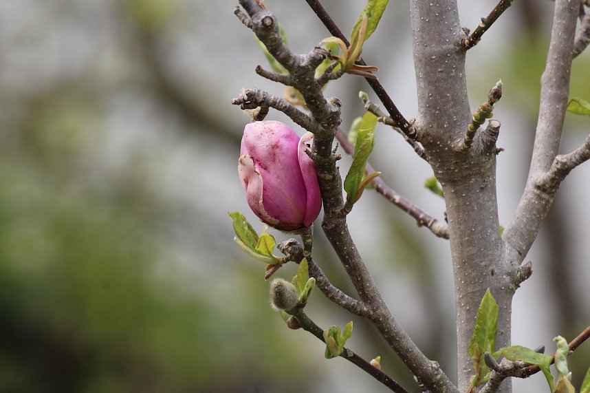 Florale Impressionen aus Bad Langensalza 