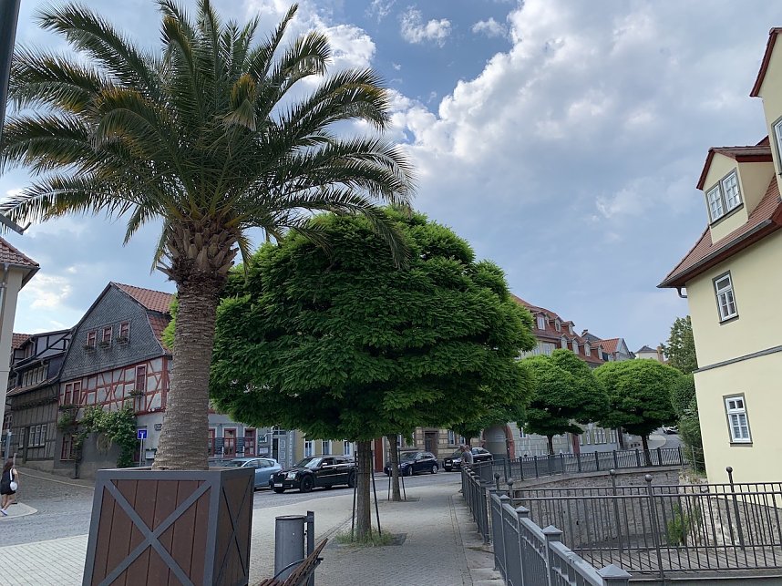 Florale Impressionen aus Bad Langensalza 