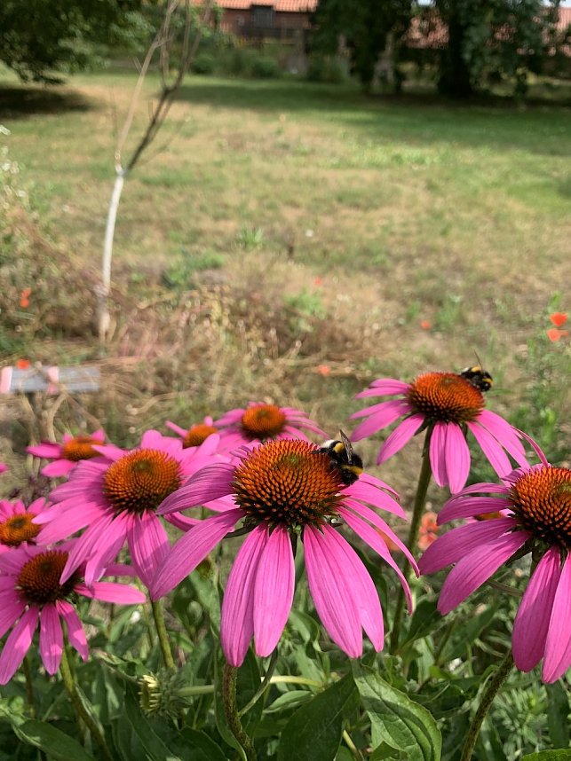 Florale Impressionen aus Bad Langensalza 