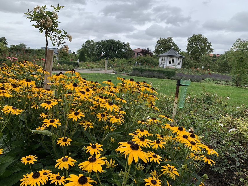 Florale Impressionen aus Bad Langensalza 