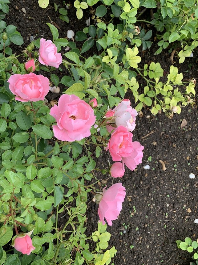 Florale Impressionen aus Bad Langensalza 