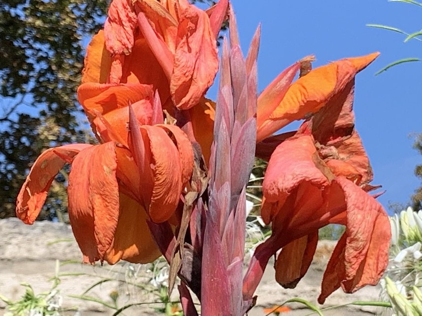 Florale Impressionen aus Bad Langensalza 