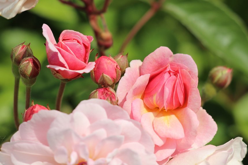 Florale Impressionen aus Bad Langensalza 