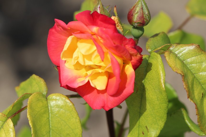 Florale Impressionen aus Bad Langensalza 