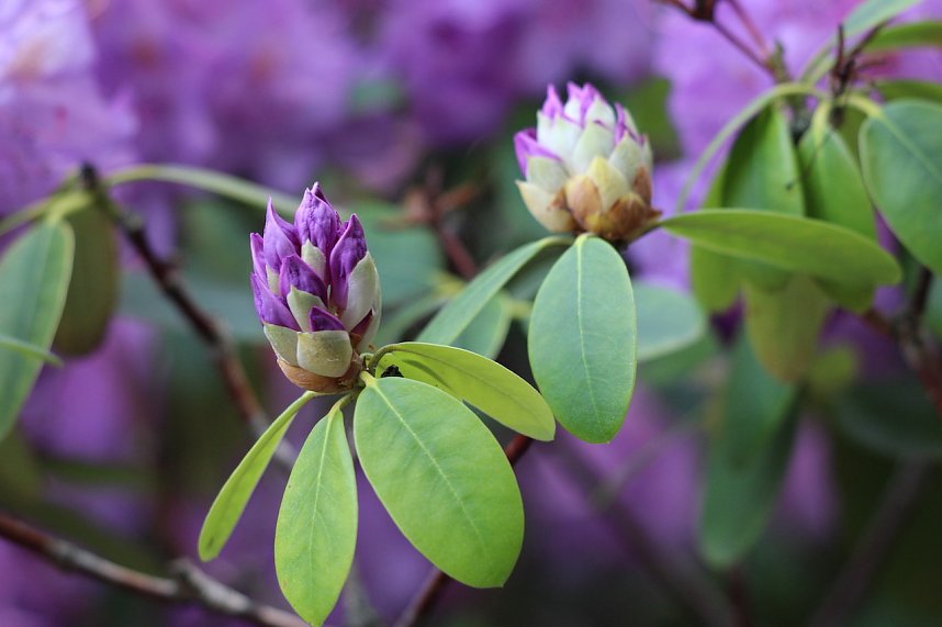 Florale Impressionen aus Bad Langensalza 