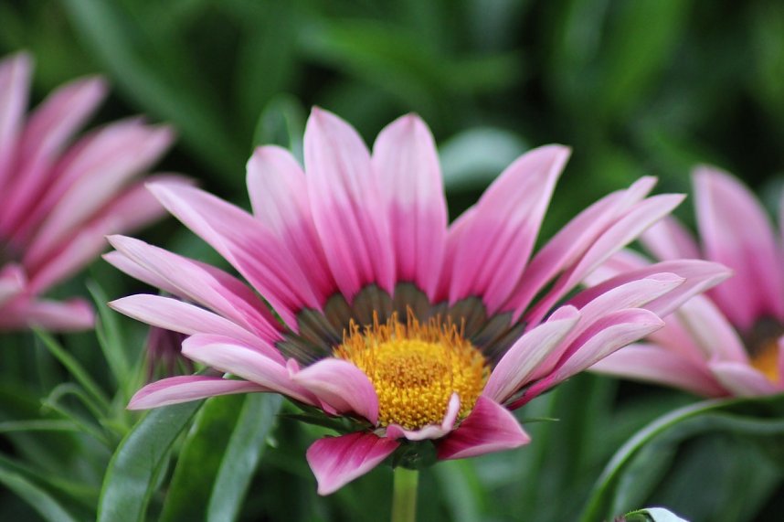 Florale Impressionen aus Bad Langensalza 