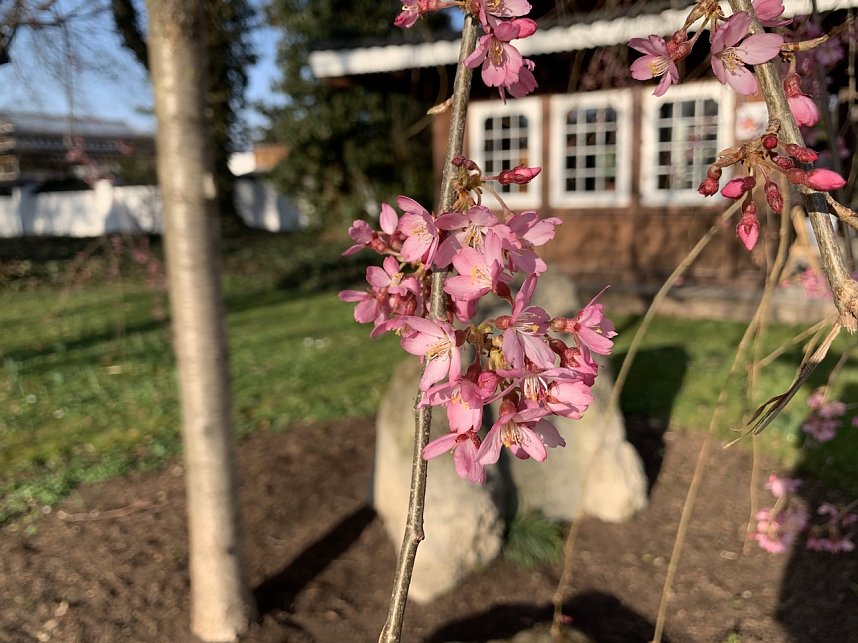 Florale Impressionen aus Bad Langensalza 