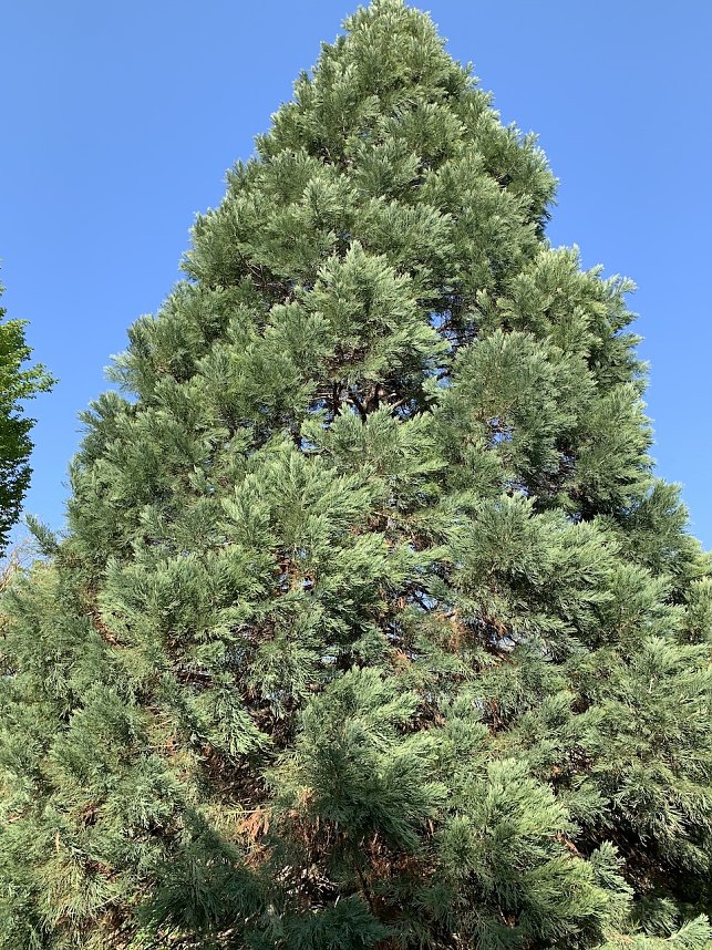 Florale Impressionen aus Bad Langensalza 